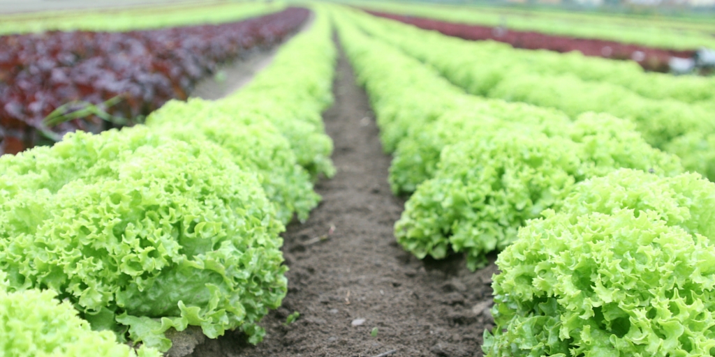 The Supply Chain of Locally Sourced Foods